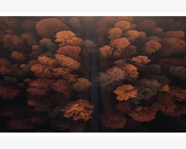 中药调理脾胃，呵护健康